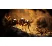 Empire of the Ants Edycja Limitowana Gra na PS5
