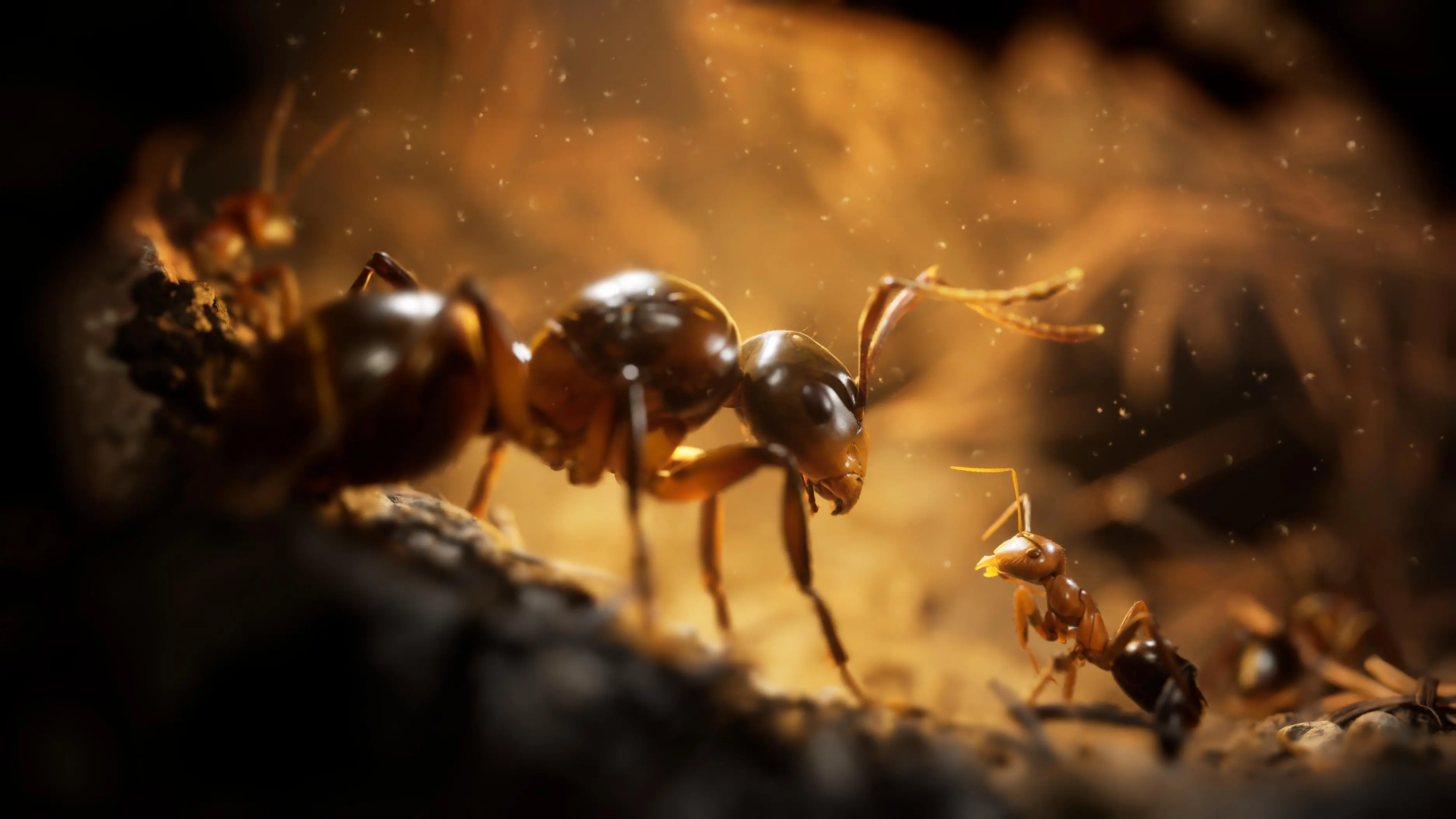Empire of the Ants Edycja Limitowana Gra na PS5