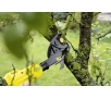 Nożyce akumulatorowe Karcher TLO Battery 18-32